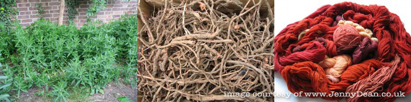 Madder plants growing in Jenny's garden, washed roots and various shades of dye on yarn