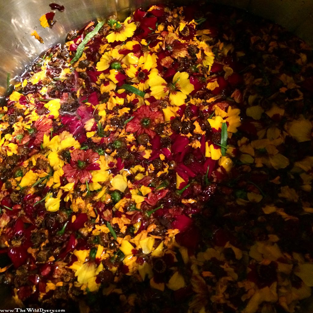 dyers coreopsis in the dye pot