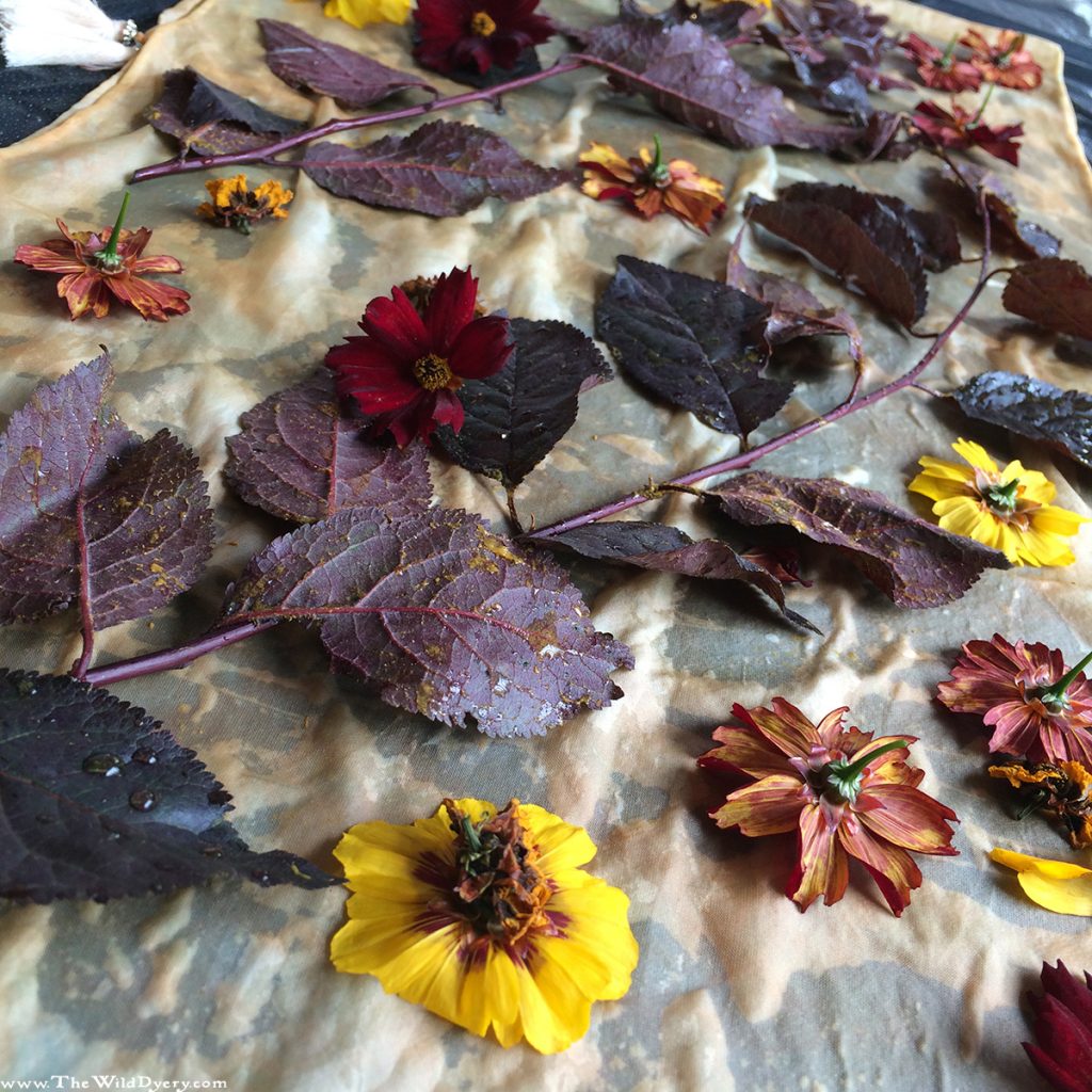 eco printing with dyers coreopsis flowers and copper beech leaves