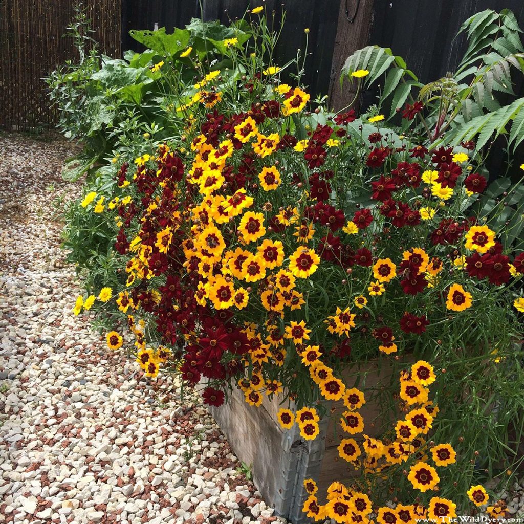 the wild dyery natural dye garden 2016